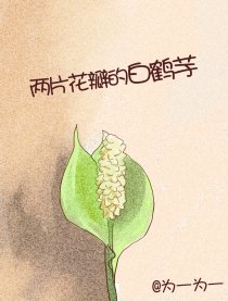 2片花瓣的白鹤芋漫画